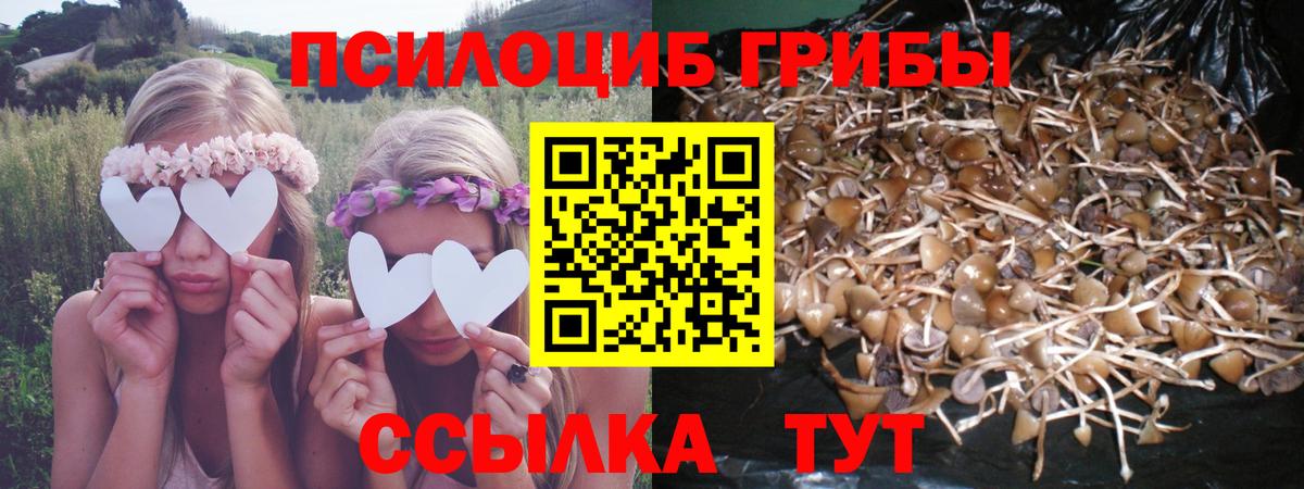 Псилоцибиновые грибы Psilocybe Елабуга